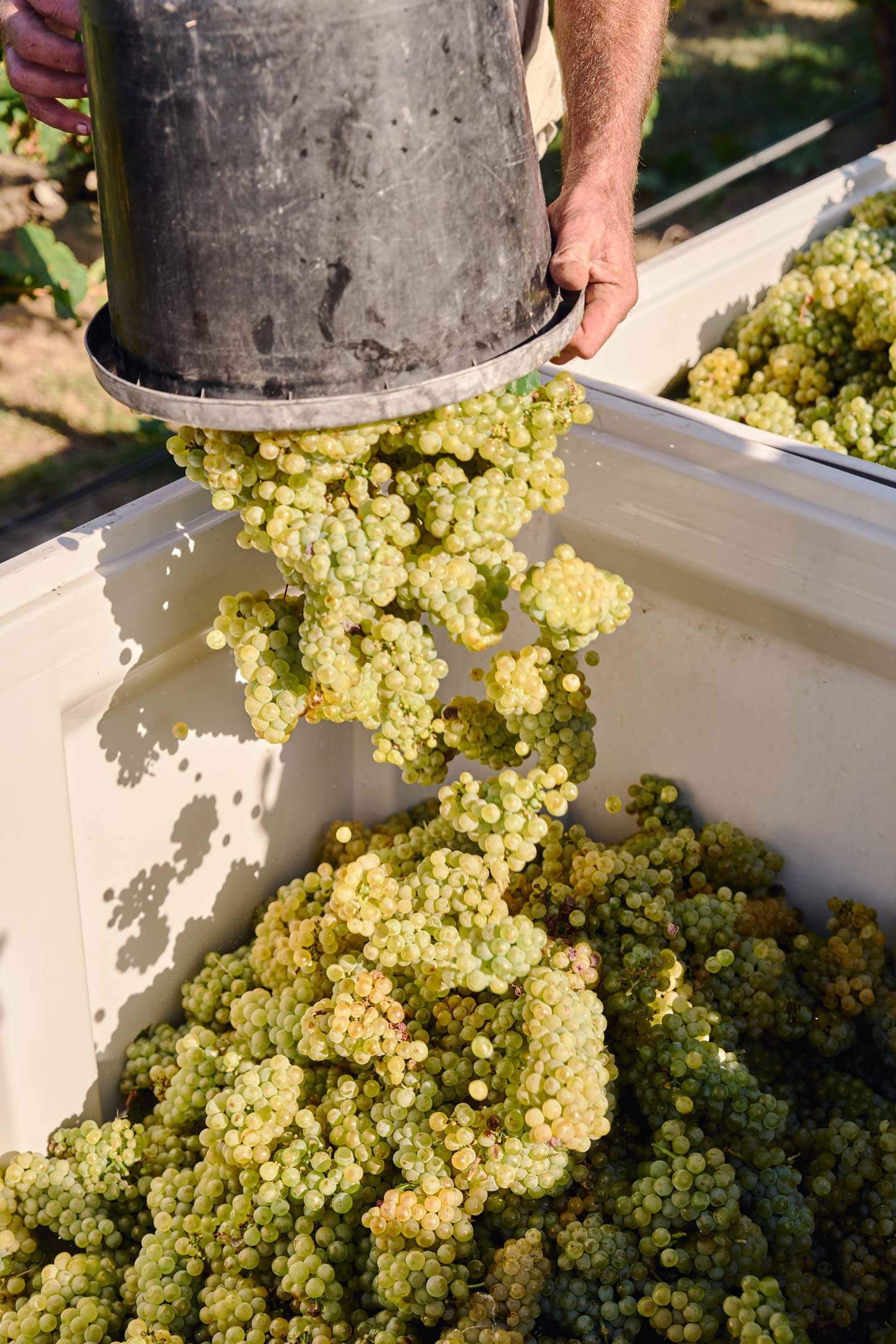 Zonzo Winemaking Harvest Green Grapes