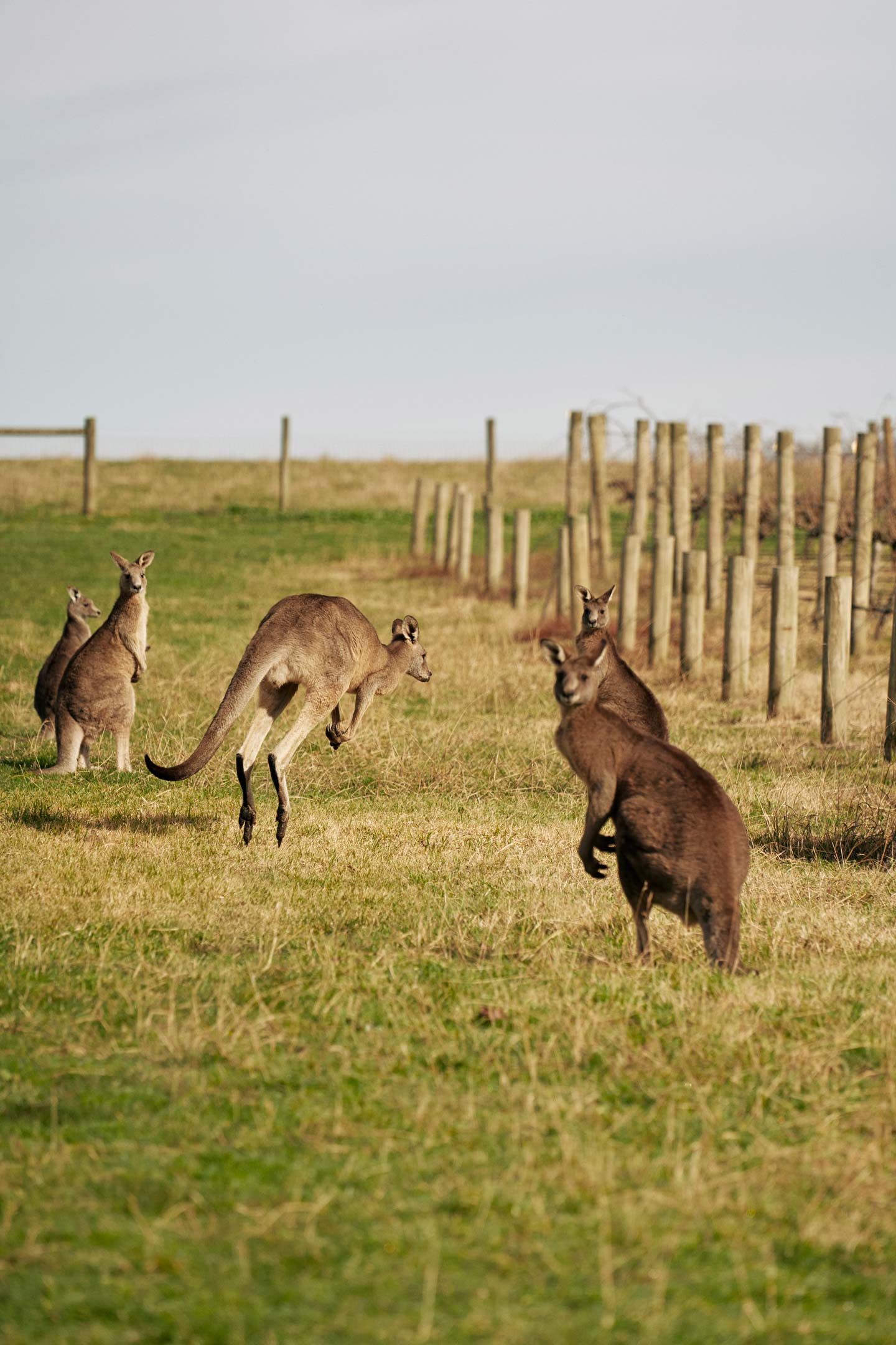 Zonzo Winemaking Harvest Kangaroos Chilling