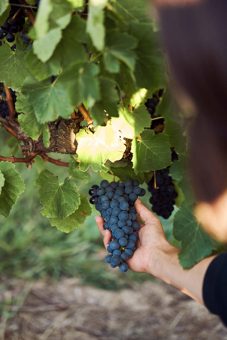 Zonzo Winemaking Yarra Valley Shiraz Grapes