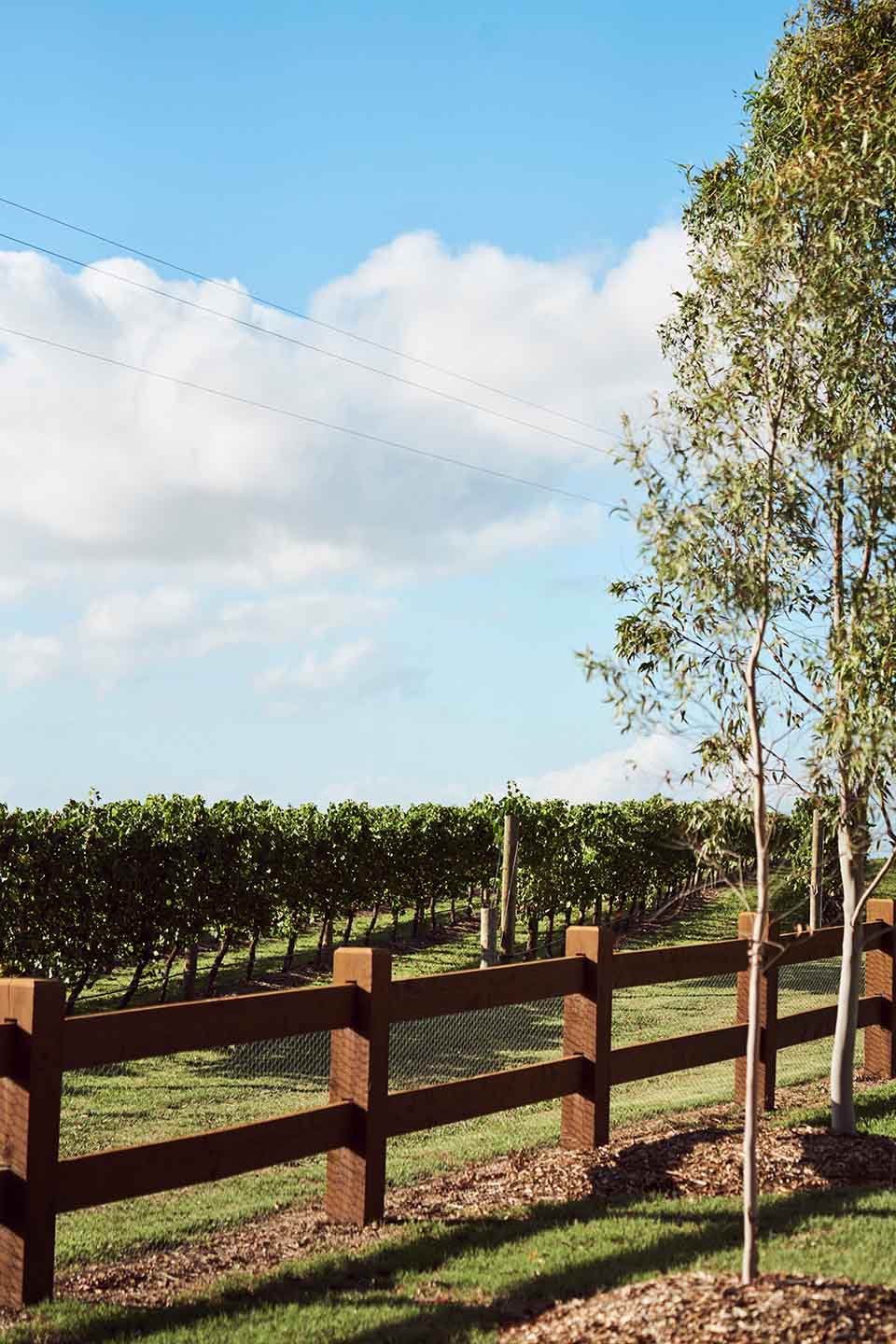 YarraGlen VineyardZE