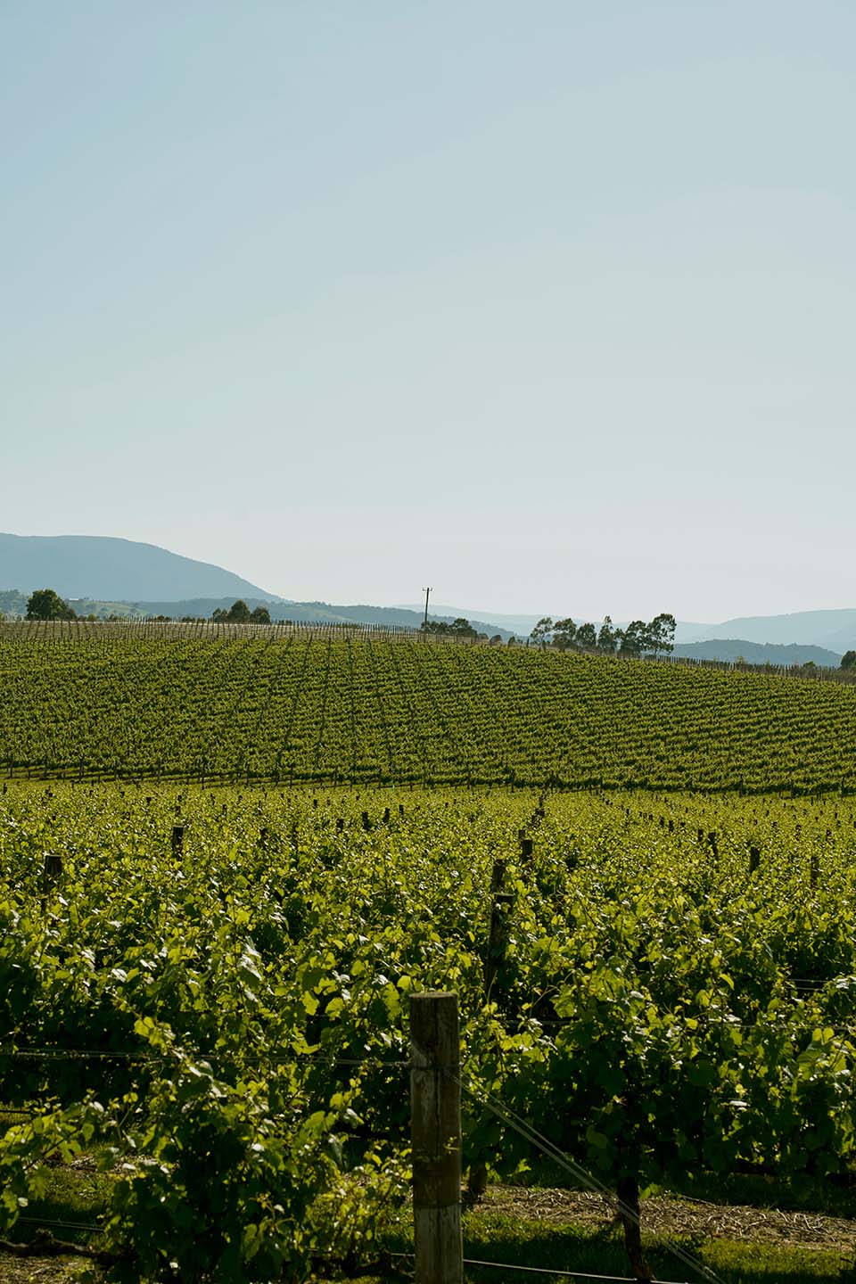 Summer Vineyard ZonzoEstate